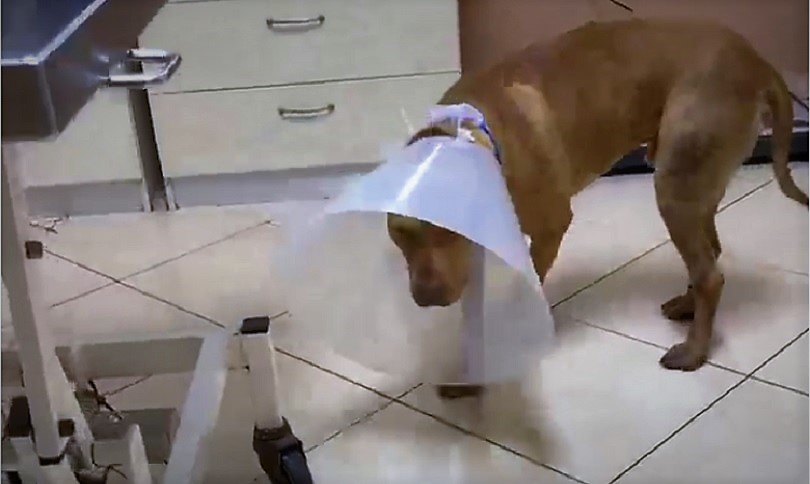 Χανιά: Απίστευτη κτηνωδία πάλι με σκυλί| Το έσωσε ο κτηνίατρος (φωτο) | Kriti24.gr