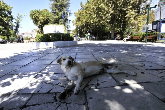 Αδέσποτος σκύλος κάθεται στη κεντρική πλατεία της πόλης των Τρικάλων το Σάββατο 23 Σεπτεμβρίου 2017. Την Παρασκευή άγνωστοι τοιχοκόλλησαν κηδειόχαρτα... προειδοποιώντας όσους ρίχνουν φόλες σε αδέσποτα σκυλιά της πόλης. Τα κηδειόχαρτα κολλήθηκαν επίσης και σε κεντρικούς δρόμους της πόλης. Την Πέμπτη υπήρξε νέο κρούσμα με θανάτωση 4 αδέσποτων σκύλων και 4 γατιών στην κεντρική πλατεία της πόλης από φόλες. (EUROKINISSI/ΘΑΝΑΣΗΣ ΚΑΛΛΙΑΡΑΣ)